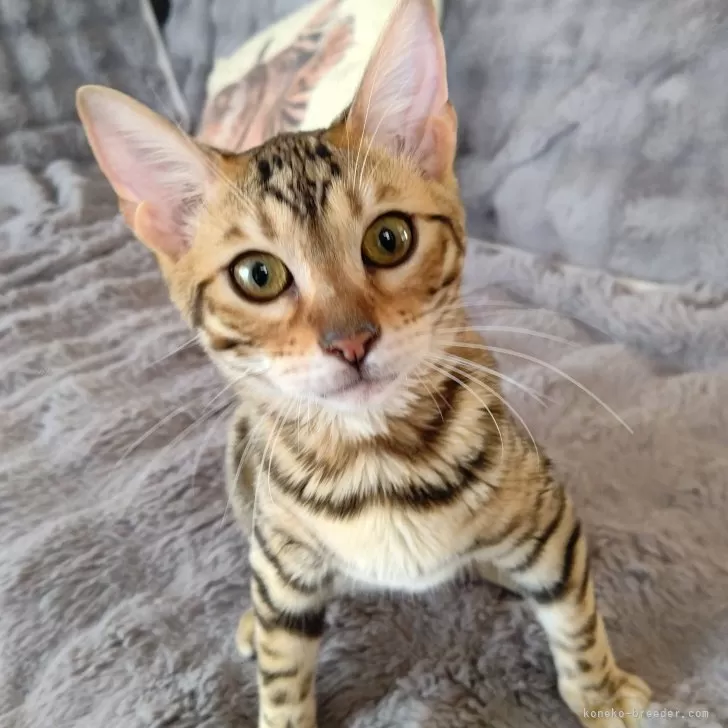 ID:2312-02081の子猫