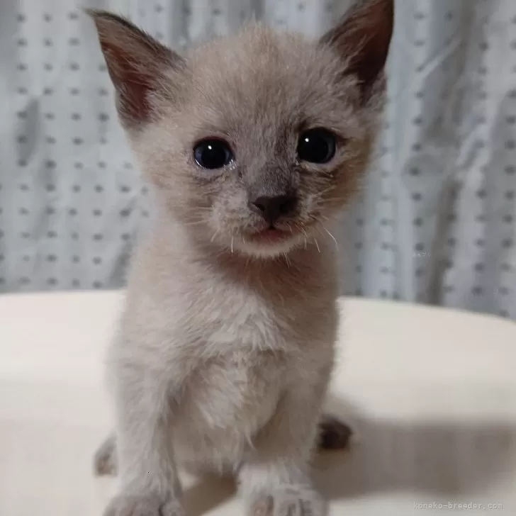 ID：2312-02545の子猫