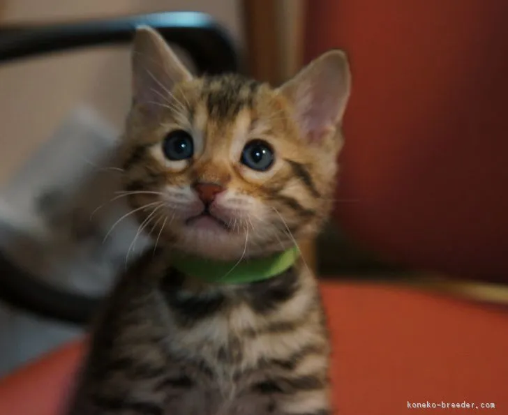 ID:1802-00135の子猫