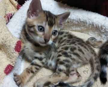 ベンガル【長野県・女の子・2019年10月24日・ブラウンスポテットタビー】の写真「控えめな女の子」