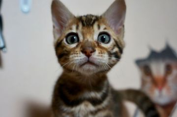 ベンガル【長野県・女の子・2020年1月10日・ブラウンスポテッドタビー(ロゼット)】の写真「一人遊びが上手な女の子」