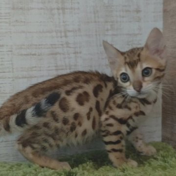 ベンガル【長野県・女の子・2023年1月13日・ブラウン】の写真「とにかく可愛いひとりっ子」