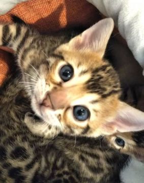 ベンガル【長野県・女の子・2019年4月5日・ブラウンスポテットタビー】の写真「穏やかな両親から生まれた女の子」