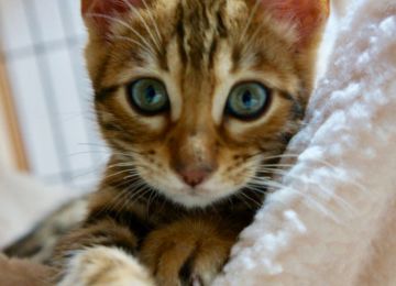 ベンガル【長野県・男の子・2018年8月31日・ブラウンスポテットタビー】の写真「とても甘えん坊で大人しい男の子」