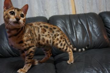 ベンガル【長野県・女の子・2019年10月24日・ブラウンスポテッドタビー(ロゼット)】の写真「寝るのが大好き眠り姫」