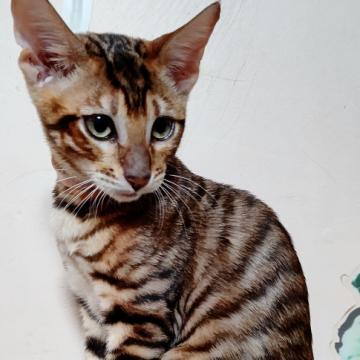 トイガー【長野県・女の子・2022年9月10日・ブラウン（ベルベット）】の写真「とにかく甘えん坊。定位置は膝の上」