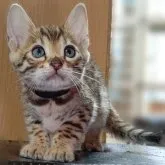 ベンガル【長野県・男の子・2023年4月25日・ブラウン】の写真1