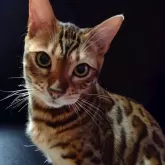 ベンガル【長野県・男の子・2023年9月22日・ブラウンスポテッドタビー(ロゼット)】の写真2