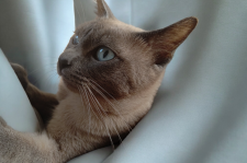 トイボブ【・男の子・2023年4月25日・ブルーミンク】