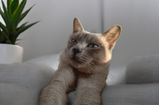 トイボブ【・男の子・2023年4月25日・ブルーミンク】