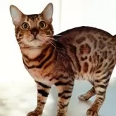 ベンガル【長野県・男の子・2023年9月22日・ブラウンスポテッドタビー(ロゼット)】の写真4