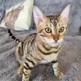 ベンガル【長野県・女の子・2023年10月3日・ブラウンスポテッドタビー】の写真4