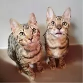 ベンガル【長野県・男の子・2024年5月28日・ブラウン】の写真5