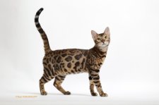 ベンガル【・男の子・2022年3月13日・ブラウンスポテッドタビー】