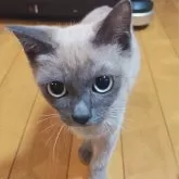 トイボブ【長野県・女の子・2025年6月23日・ブルーミンク】の写真3