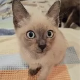 トイボブ【長野県・男の子・2025年6月23日・ブルーミンク】の写真6