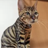 トイガー【長野県・女の子・2025年6月7日・ブラウンマッカレルタビー】の写真9