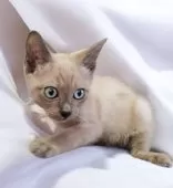 トイボブ【長野県・男の子・2024年11月24日・ブルーミンク】の写真4