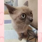 トイボブ【長野県・女の子・2025年6月23日・ブルーミンク】の写真10