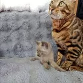 トイボブ【長野県・男の子・2024年11月24日・ブルーミンク】の写真5「9か月のベンガルと一緒に」