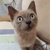 トイボブ【長野県・女の子・2025年6月23日・ブルーミンク】の写真11