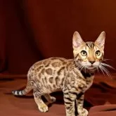 ベンガル【長野県・男の子・2024年3月25日・ブラウンスポテッドタビー(ロゼット)】の写真4