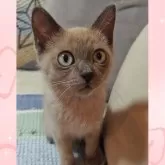 トイボブ【長野県・女の子・2025年6月23日・ブルーミンク】の写真12