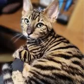 トイガー【長野県・女の子・2025年6月7日・ブラウンマッカレルタビー】の写真14