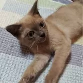 トイボブ【長野県・女の子・2025年6月23日・ブルーミンク】の写真13