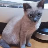 トイボブ【長野県・女の子・2025年6月23日・ブルーミンク】の写真6