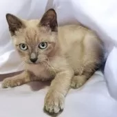 トイボブ【長野県・男の子・2024年11月24日・ブルーミンク】の写真7