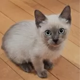 トイボブ【長野県・男の子・2025年6月23日・ブルーミンク】の写真15