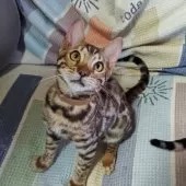 ベンガル【長野県・男の子・2024年3月25日・ブラウンスポテッドタビー(ロゼット)】の写真3