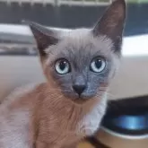 トイボブ【長野県・女の子・2025年6月23日・ブルーミンク】の写真15