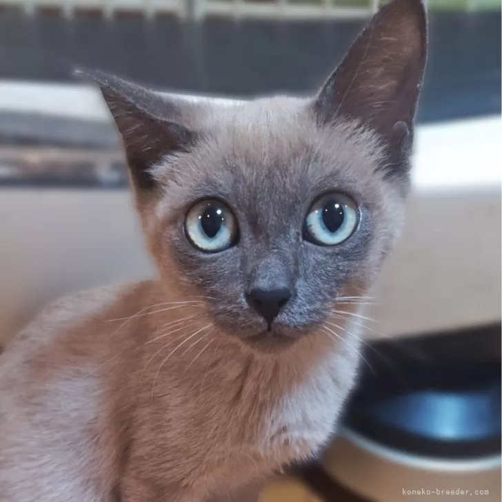 トイボブ【長野県・女の子・2025年6月23日・ブルーミンク】の写真1「まだ、1kgに満たない女の子💓」