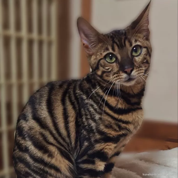 トイガー【長野県・女の子・2025年6月7日・ブラウンマッカレルタビー】の写真1