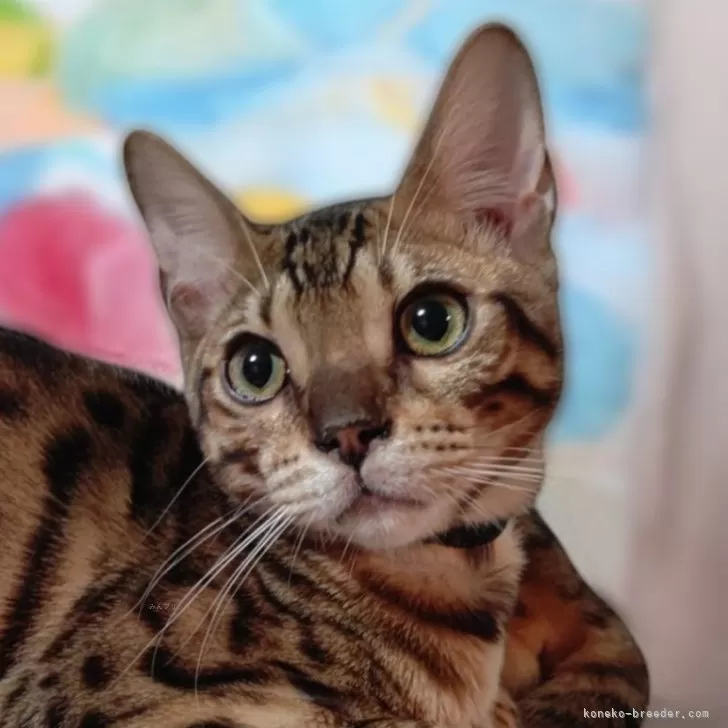 ID:2411-02770の子猫