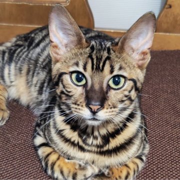 トイガー【長野県・女の子・2025年6月7日・ブラウンマッカレルタビー】の写真「とても穏やかで人懐こいトイガー」