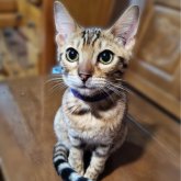 ベンガル