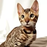 ベンガル