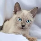 トイボブ【長野県・男の子・2024年11月24日・ブルーミンク】の写真1