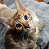 ベンガル