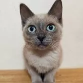 トイボブ【長野県・女の子・2025年6月23日・ブルーミンク】の写真7