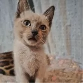 トイボブ【長野県・男の子・2024年11月24日・ブルーミンク】の写真11