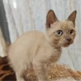 トイボブ【長野県・男の子・2024年11月24日・ブルーミンク】の写真12