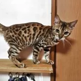 ベンガル【長野県・女の子・2025年8月5日・ブラウンスポテッドタビー】の写真7