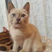 トイボブ【長野県・男の子・2024年11月24日・ブルーミンク】の写真15