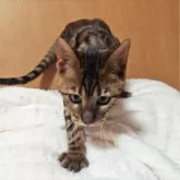 トイガー【長野県・女の子・2025年6月7日・ブラウンマッカレルタビー】の写真6