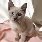 トイボブ【長野県・男の子・2024年11月24日・ブルーミンク】の写真2