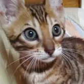 ベンガル【長野県・女の子・2025年8月5日・ブラウンスポテッドタビー】の写真9